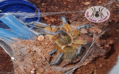 Harpactira pulchripes sling unsex tarantula